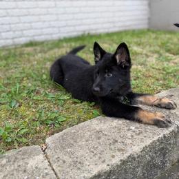 Buckley,  Orange Collar Boy - Black and tan male German Shepherd puppy in Milan, Illinois from Stonewick German Shepherds