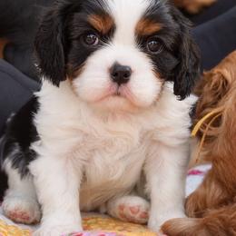 Charlie - Tri-color male Cavalier King Charles Spaniel puppy in Greensboro, North Carolina from Hyde Park Cavaliers