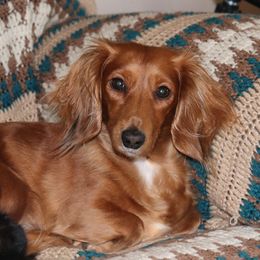 Lady - Dachshund
