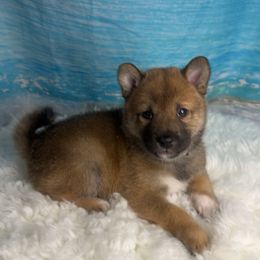 Cannes - Sesame male Shiba Inu puppy in Inverness, Florida from Shore Thing Shiba’s