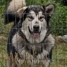 Alaskan Malamute puppies from Rockin' Maples Malamutes