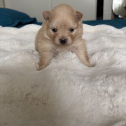 Pomeranian Puppies from Fam. Pomerania
