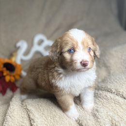 Joy - Brown merle female Aussiedoodle puppy in Lookout, California from Remington Kennels, LLC