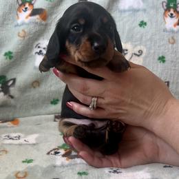 Dachshund, Pembroke Welsh Corgi, and Toy Australian Shepherd Puppies from Journey’s End CAD Farm