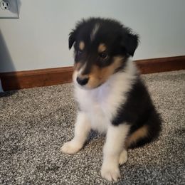 Hank - Black white and tan male Collie puppy in Buchanan, Georgia from Lacey's Lassies
