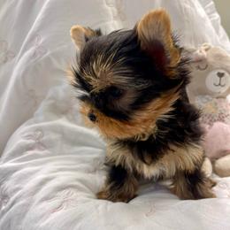 Louis - Blue and gold male Yorkshire Terrier puppy in Seattle, Washington from 🎀 Yorkies Boutique Babydolls 🎀