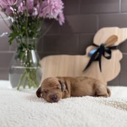 Anthony - Dapple male Dachshund puppy in Agua Dulce, Texas from Sunny EP Weenies