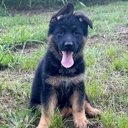 Tempest - Black and red female German Shepherd puppy in Sand Springs, Oklahoma from Austerlitz German Shepherds