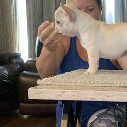 French Bulldog Puppies from Holly Womer