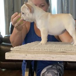 French Bulldog Puppies from Holly Womer