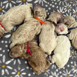 Red - Cream male Goldendoodle puppy in Lindon, Utah from Ruby’s Minidoodles LLC