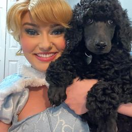 Poodle Puppies from Ocala Standard Poodles