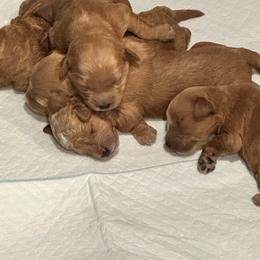Yellow - Red  female Goldendoodle puppy in Shingle Springs, California from Creamy Retrievers