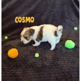 COSMO - Fawn sable male Havanese puppy in Fielding, Utah from LUCKY HAVANESE