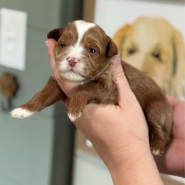 Tomato - Red  female Goldendoodle puppy in Wharton, Texas from Little Fur Friends