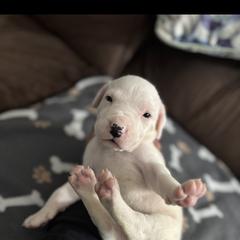 Boy 1 - Dogo Argentino puppy from First-Class Lineage