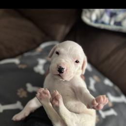 Boy 1 - Dogo Argentino puppy from First-Class Lineage