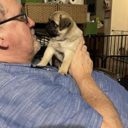 Pug Puppies from Pickwick Pugs