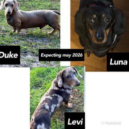 Dachshund puppies from Alicia's mini dachshund