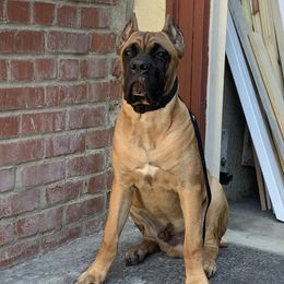 Cane Corso from Thoroughbred Cane Corso