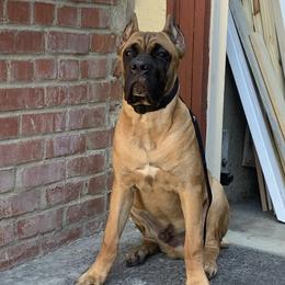 Cane Corso from Thoroughbred Cane Corso