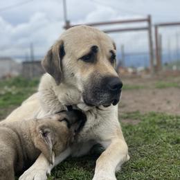 Anatolian Shepherd Dog Puppies from Wild Rooster Family Farm – AKC Anatolian Shepherd Breeder, OFA Health Tested