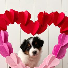 Bentley - Black tri-color male Australian Shepherd puppy in Kearney, Nebraska from Helix Aussies