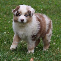 Maggie May - Red merle female Australian Shepherd puppy in Cookeville, Tennessee from Spring Creek Aussies