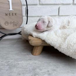 Buzz - Chalk male Labradoodle puppy in Bryantown, Maryland from Doodles on Duty