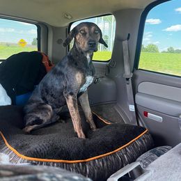 Catahoula Leopard Dog All Grown Up from Lazy 44 Catahoulas