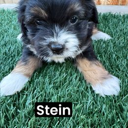 Stein - Aussiedoodle puppy from Annie's Aussies