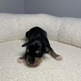 Shipley - Black and tan male Schnoodle puppy in Lathrop, Missouri from RR Schnoodles