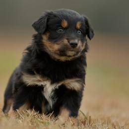 Vera - Black tri female Miniature Australian Shepherd puppy in Hartman, Arkansas from Southern Edition Aussies