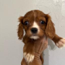 Clover - Ruby female Cavalier King Charles Spaniel puppy in Jacksonville, Florida from Lori Van Doorn's Cavalier King Charles Spaniel