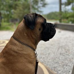 Bullmastiffs from Gracewood Bullmastiffs