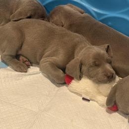 Weimaraner Puppies from Kennedy Weimaraners