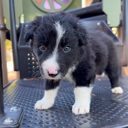 Willie Nelson - Black and white male Border Collie puppy in Richland Hills, Texas from Bordercollieblues