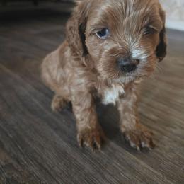 Rusty - Red male Assorted Doodle Crosses puppy in Riverdale, Utah from Holly Jolly Dachshunds