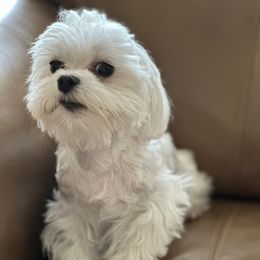 Kesabella - Maltese