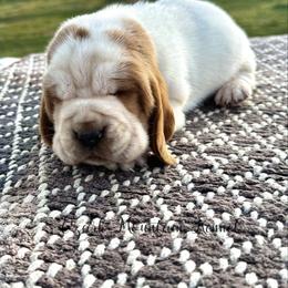 Polka dot girl - Red and white female Basset Hound puppy in Conway, Missouri from Ozark Mountain Kennel