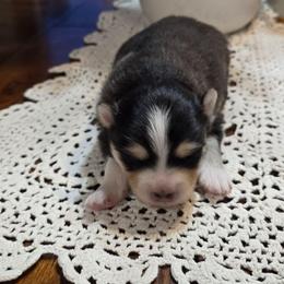 Joshua - Tri-color male Pomsky puppy in Elgin, Oregon from Kenna'z Kuddly Pomskiez