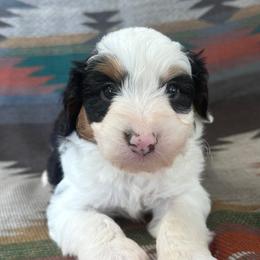 Alan - Black and white male Aussiedoodle puppy in Lebanon, Missouri from Kaitlen's Doodle Pups
