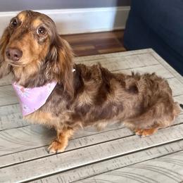 Ava - Chocolate and tan female Dachshund puppy in Bennett, North Carolina from Cherished Dachshunds