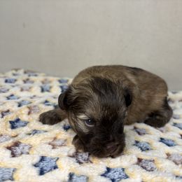 Teddy - Liver male Miniature Schnauzer puppy in Stilwell, Oklahoma from LR&R Dog Co.