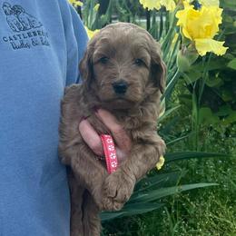 Peach - Red  female Goldendoodle puppy in Indian Trail, North Carolina from Castleberry Doodles and Poodles