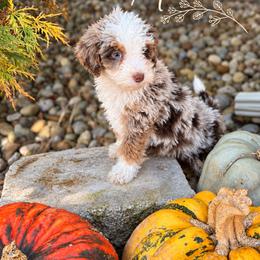 Archie - Chocolate merle male Bernedoodle puppy in Burbank, Ohio from Berns & Doodles