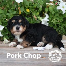 Boy 2 - male Bernedoodle puppy in Heyworth, Illinois from Cobble Creek Puppies