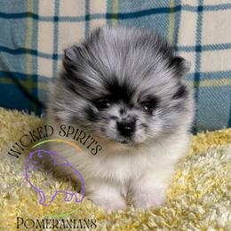 HOLD - AKC FLOWER - Blue merle female Pomeranian puppy in Watkins Glen, New York from Wicked Spirits Pomeranians