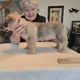 Red - Gray female Swedish Vallhund puppy in Garden Prairie, Illinois from Snowood Dalmatians and Cavaliers