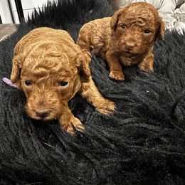 Poodle Puppies from CashEuro Poodles